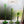 My House by Marine Glass Candleholders CA111a-Thin Green Small Turquoise & Green Glass Candelabra: Modern Coffee Table Centerpiece