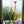 My House by Marine Vintage Art Glass Collectibles Unique Signed KOSTA BODA Fidji Glass Tall Bottle Vases for Elegant Home Display