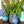 My House by Marine Vintage Ceramic pitchers/vases Farmhouse Ceramic pitchers/vases for the contemporary Home