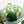 My House by Marine Vintage ceramic teapot set Vintage Bright Apple Green Teapot Set with Woven Basket and 4 Cups